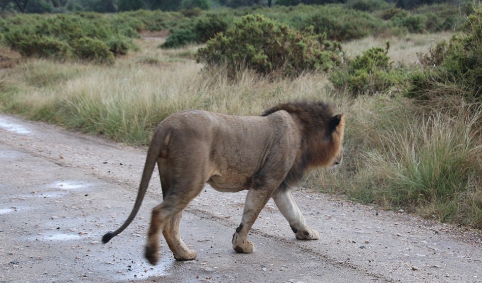 Löwenmännchen im Samburu Reservat
