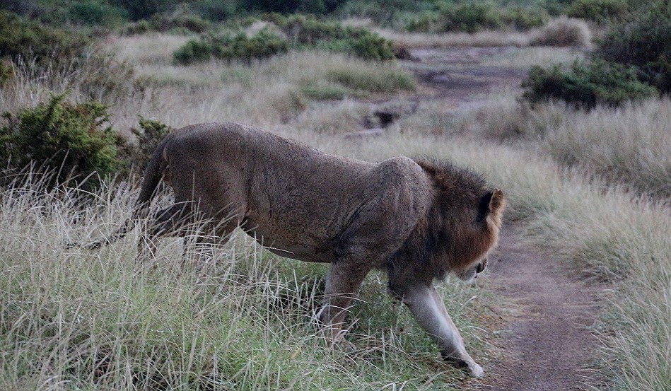 Löwenmännchen im Samburu Reservat