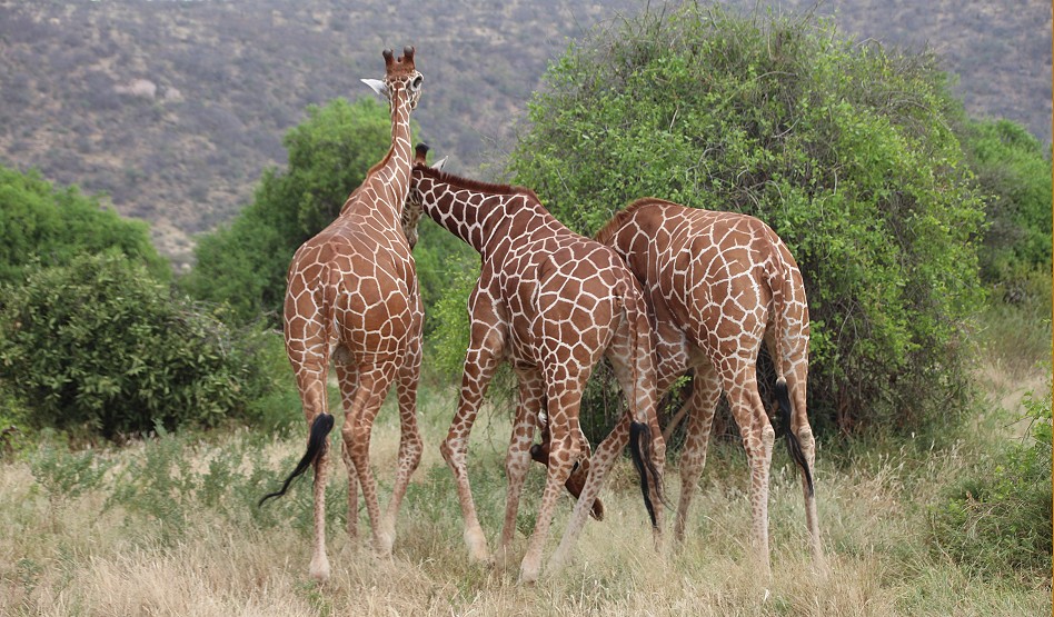 Netzgiraffen im Samburu Reservat