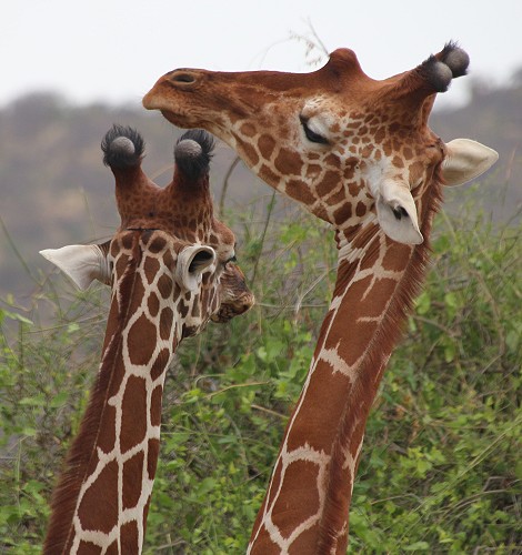 Netzgiraffen im Samburu Reservat