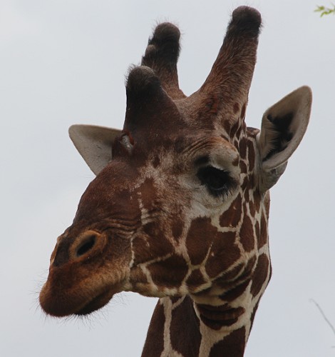 Netzgiraffen im Samburu Reservat