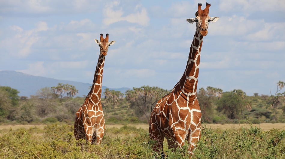 Netzgiraffen im Samburu Reservat