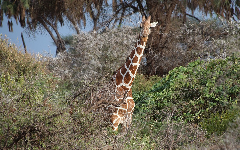 Netzgiraffe im Samburu Reservat