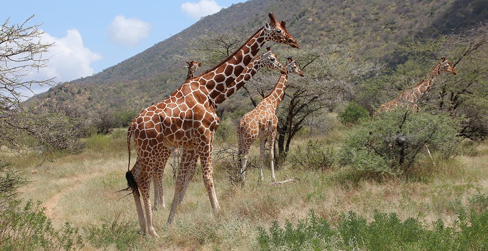 Netzgiraffen im Samburu Reservat