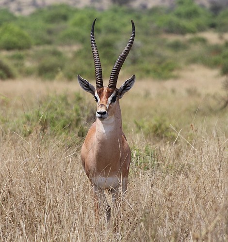 Nördliche Grantgazelle im Samburu Reservat