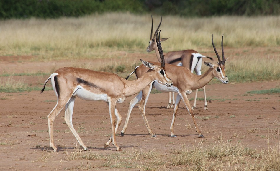 Nördliche Grantgazellen im Samburu Reservat