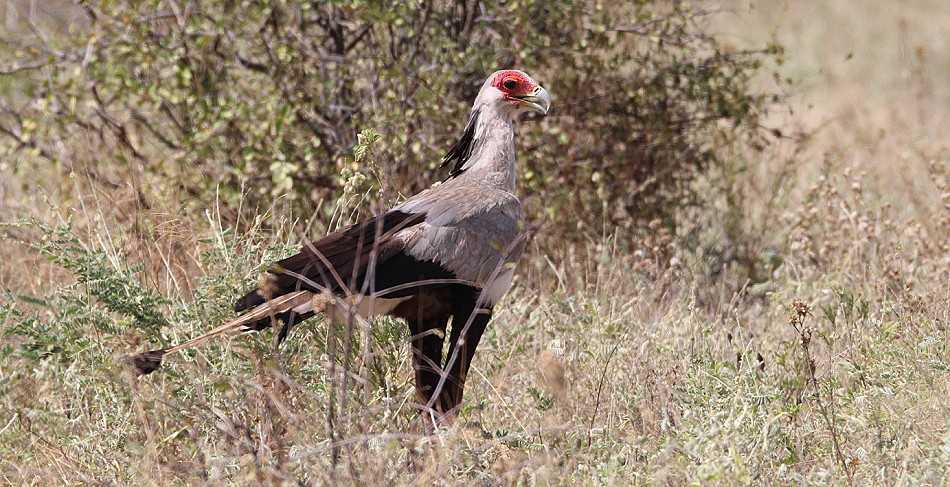 Sekretär