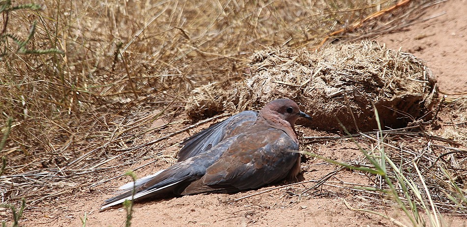 Senegaltaube