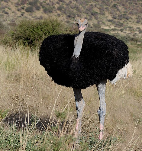 Somali Strauß