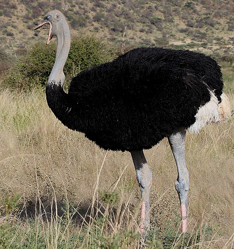 Somali Strauß