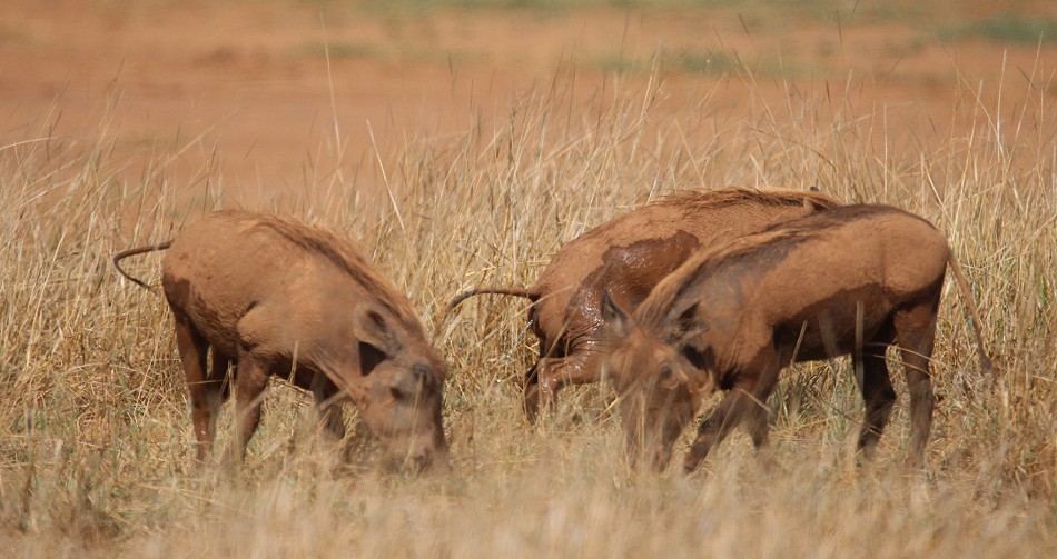 Warzenschweine im Samburu Reservat