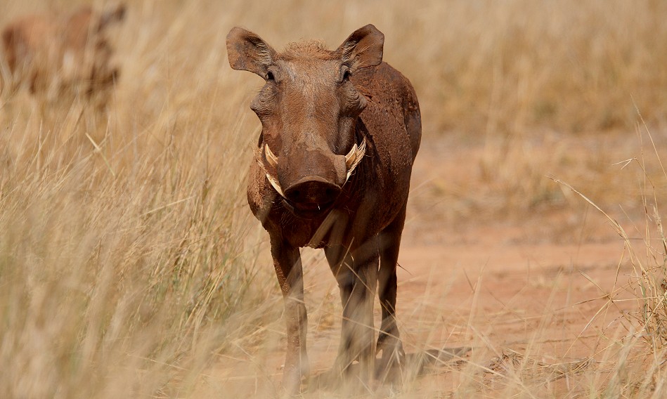 Warzenschwein im Samburu Reservat
