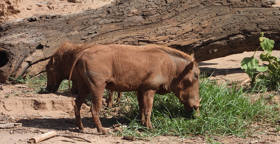 Warzenschwein am Ufer des Ewaso Ngiro, Soroi Larsens Camp