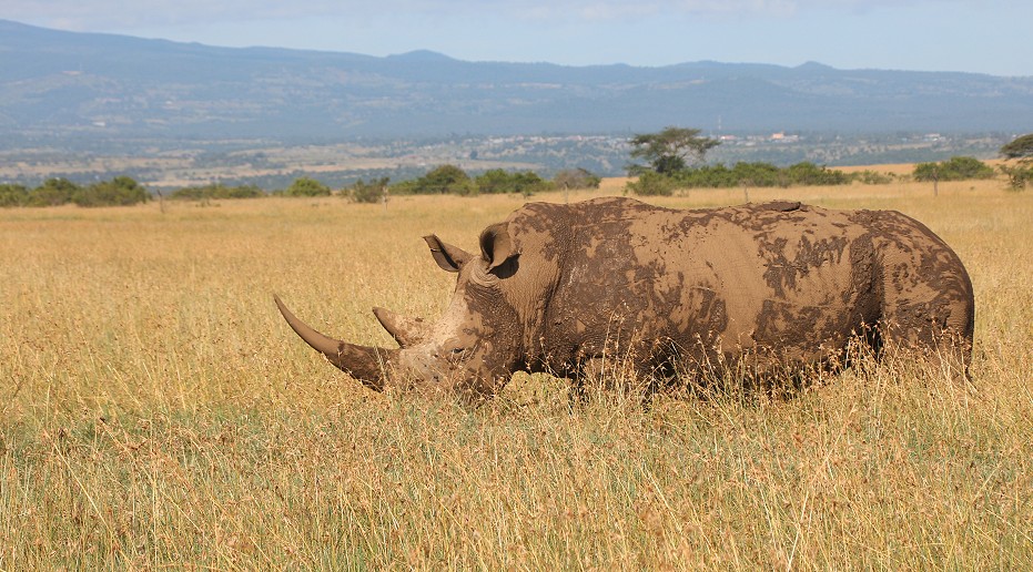 Breitmaulnashorn, Solio Reservat