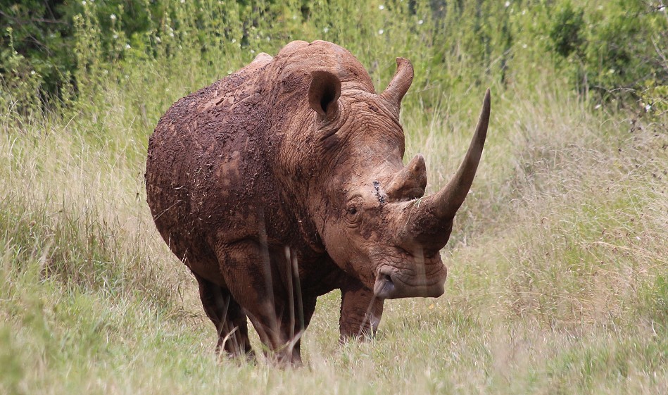 Breitmaulnashorn, Solio Reservat