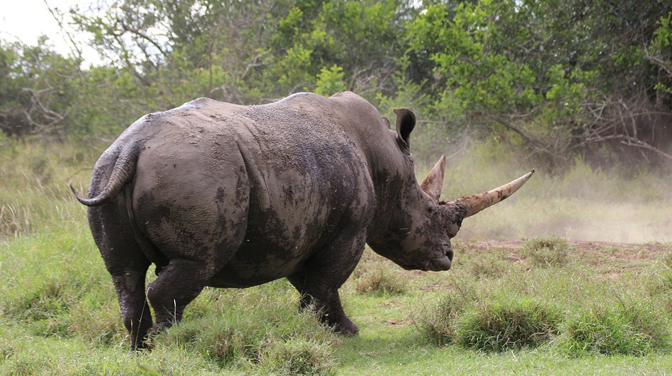 Breitmaulnashorn, Solio Reservat