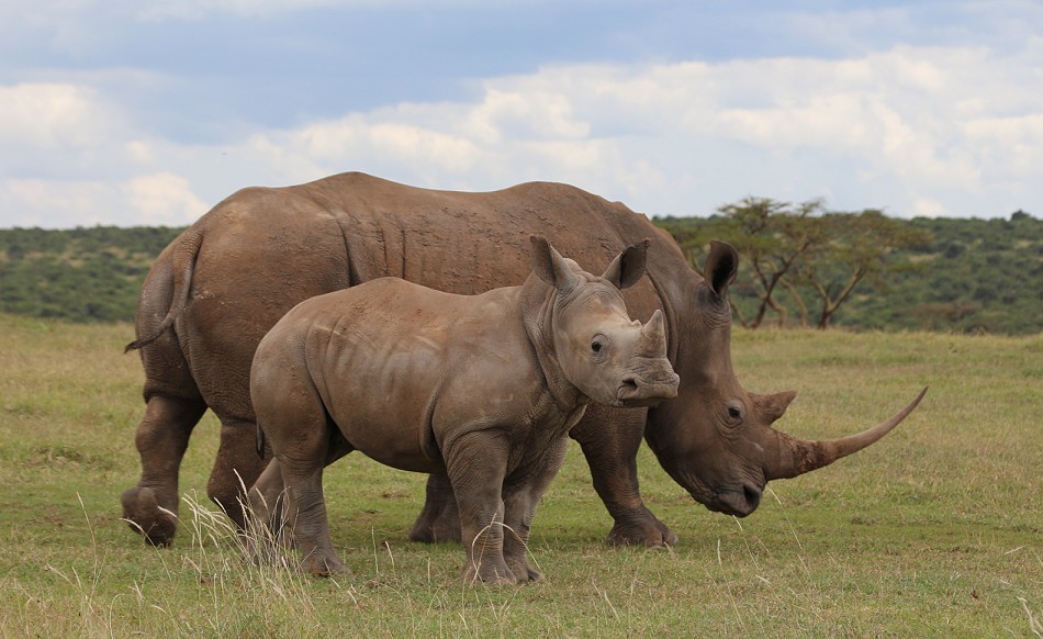 Breitmaulnashorn mit Kalb, Solio Reservat