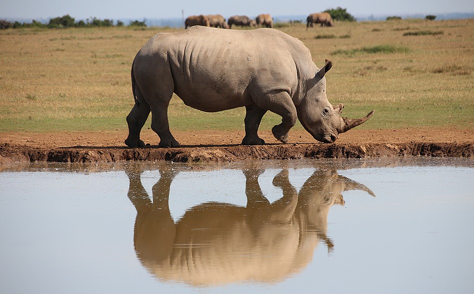 Reflection - Breitmaulnashorn, Solio Reservat