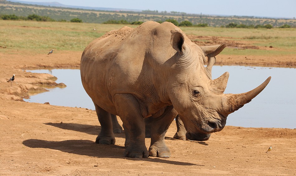 Breitmaulnashorn, Solio Reservat