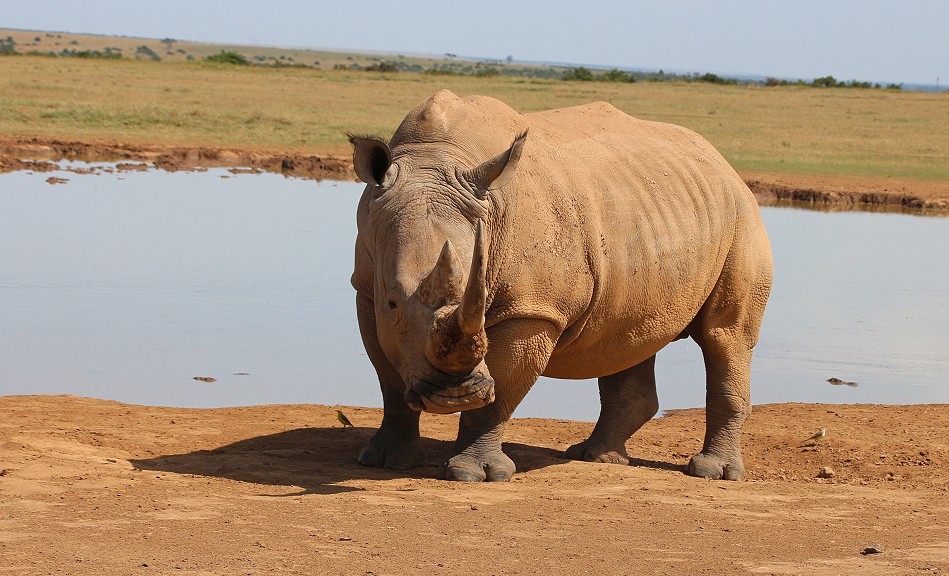 Breitmaulnashorn, Solio Reservat