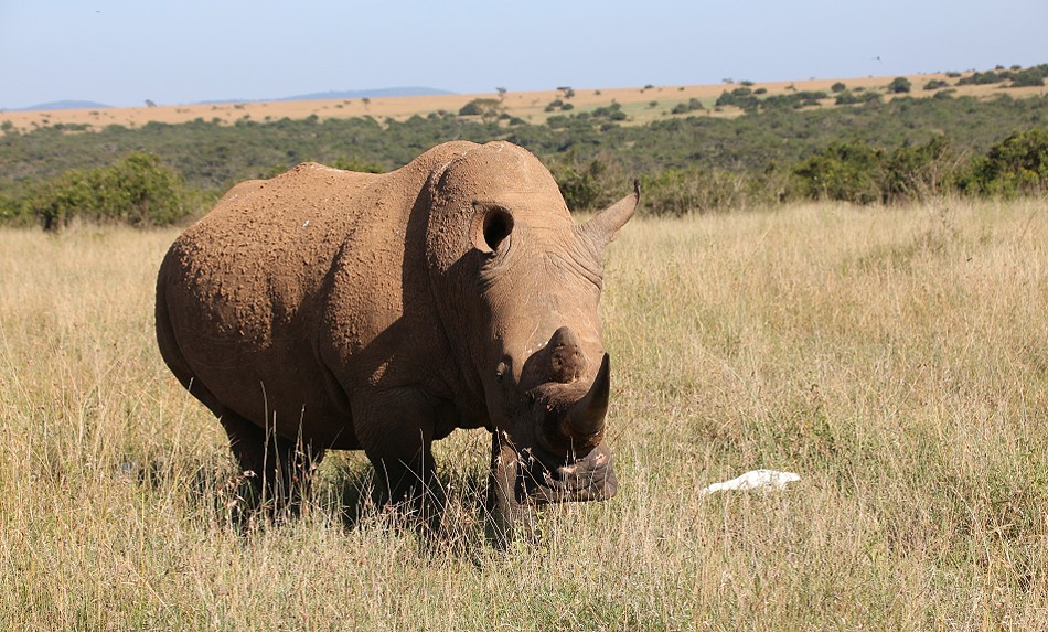 Breitmaulnashorn, Solio Reservat