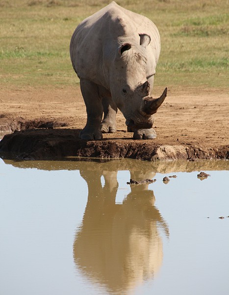 Spiegelbild Breitmaulnashorn
