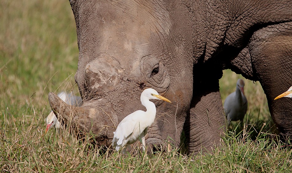 Nashornsafari