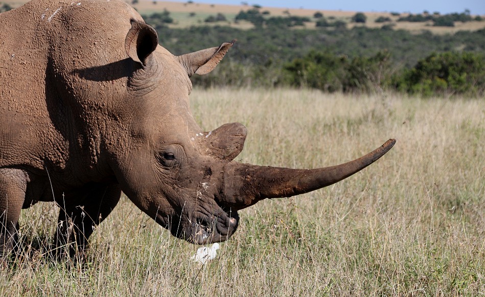 Breitmaulnashorn, Solio Reservat