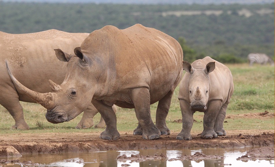 Breitmaulnashorn mit Kalb, Solio Reservat