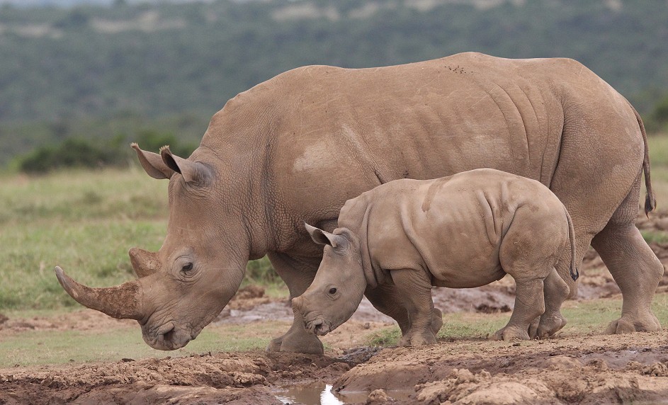 Breitmaulnashorn mit Kalb, Solio Reservat