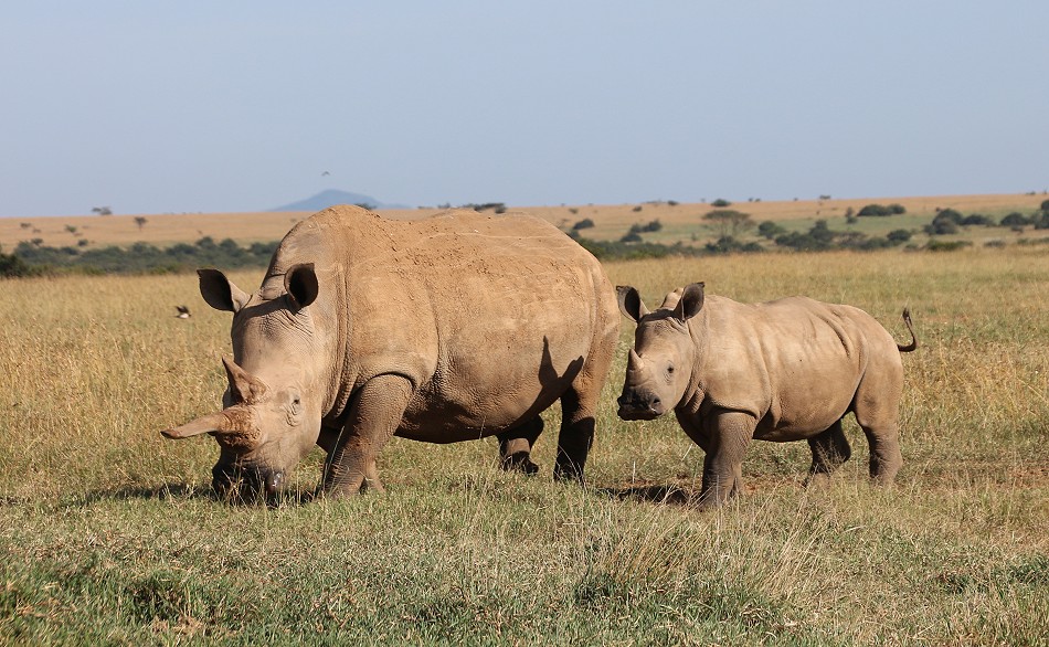 Breitmaulnashorn mit Kalb, Solio Reservat