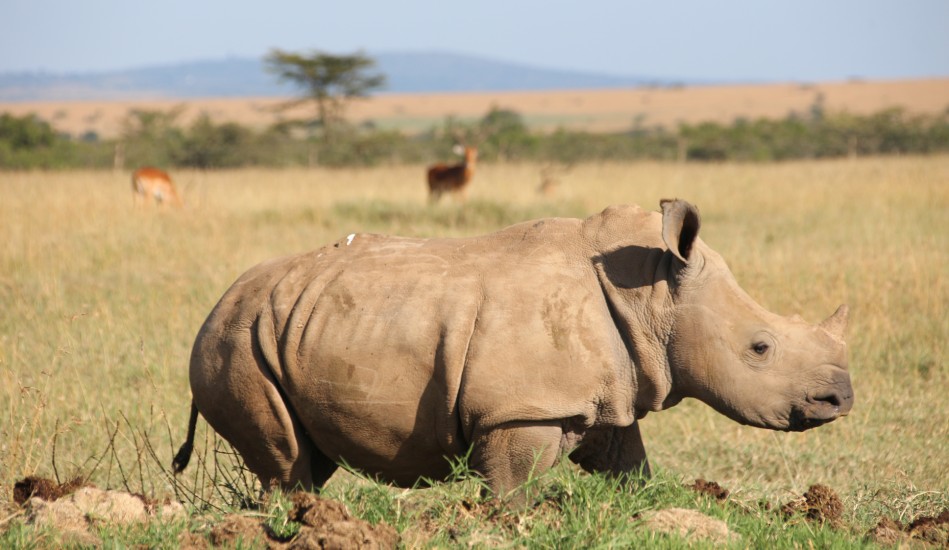 Breitmaulnashorn Kalb, Solio Reservat