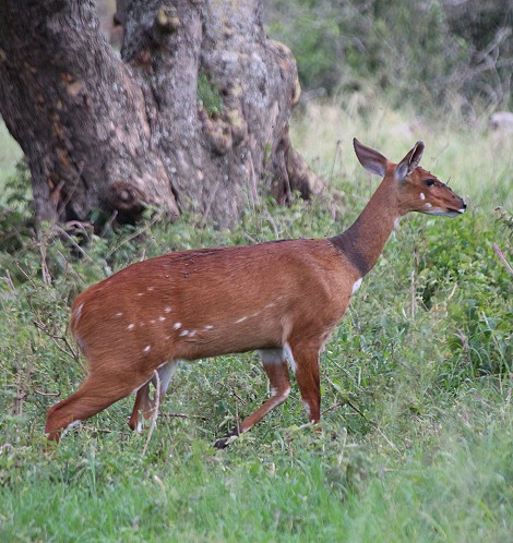 Bushbock, Solio Reservat