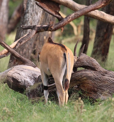 Eland Antilope, Solio Reservat
