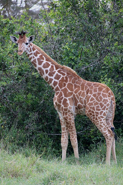 junge Netzgiraffe im Solio Reservat