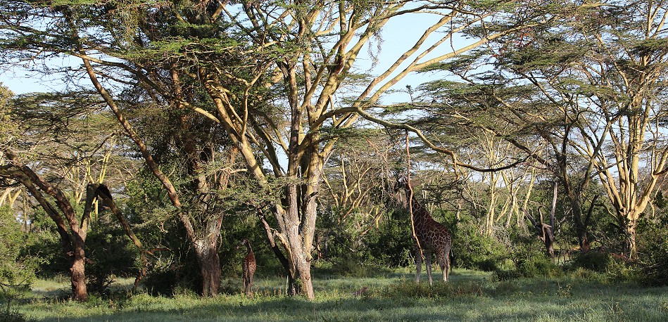 Netzgiraffe, Solio Reservat