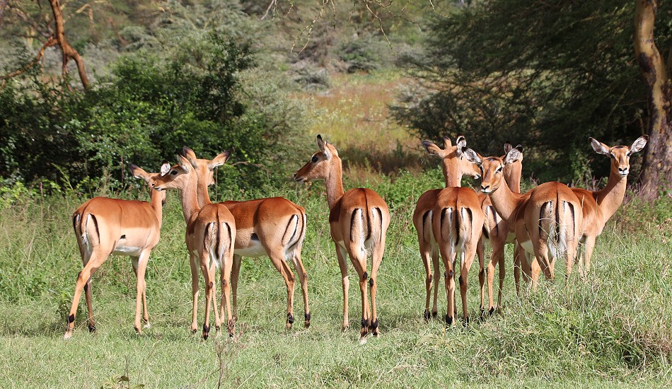 Impalas, Solio Reservat