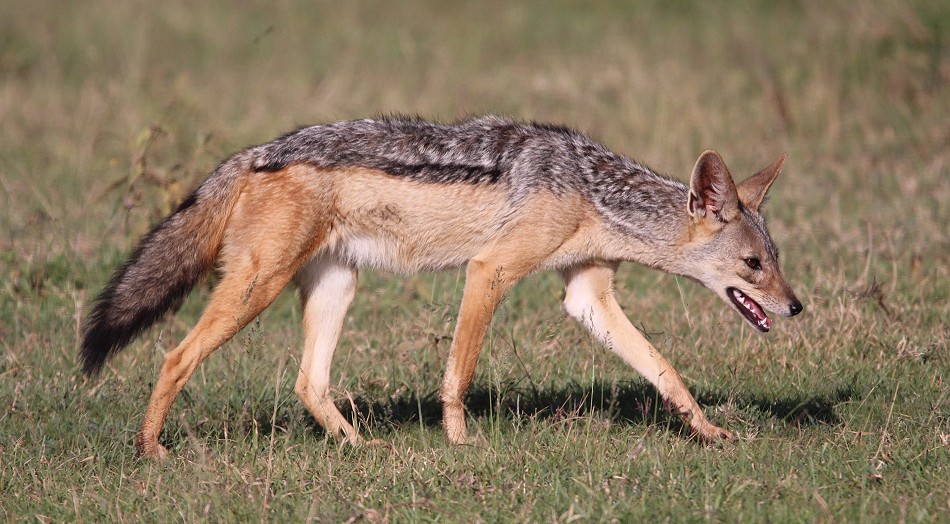 Schbrackenschakal im Solio Reservat