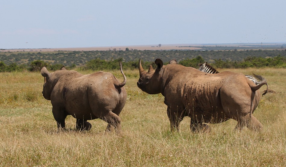 Spitzmaulnashorn