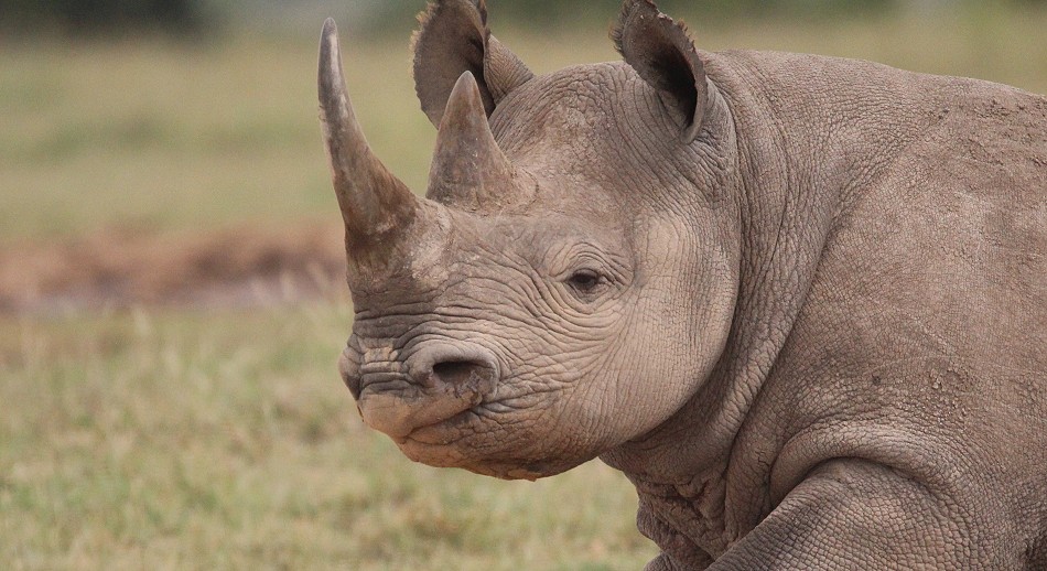 Spitzmaulnashorn