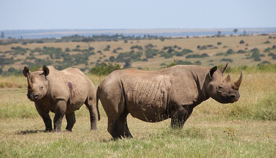 Spitzmaulnashorn