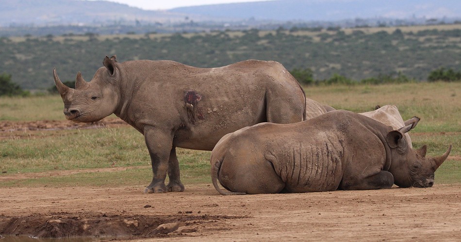 Spitzmaulnashorn