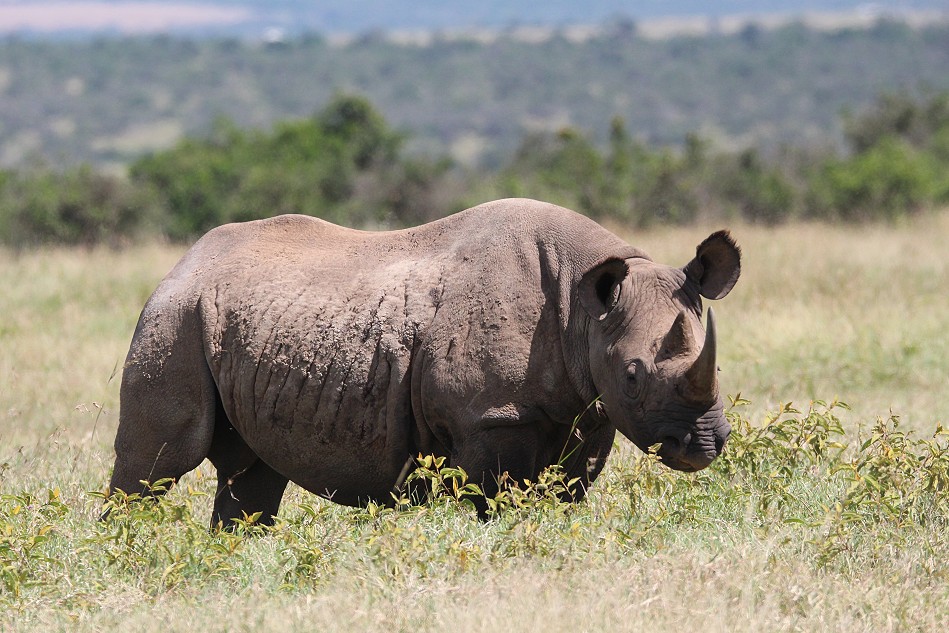 Spitzmaulnashorn
