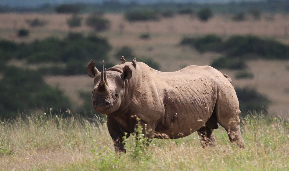 Spitzmaulnashorn