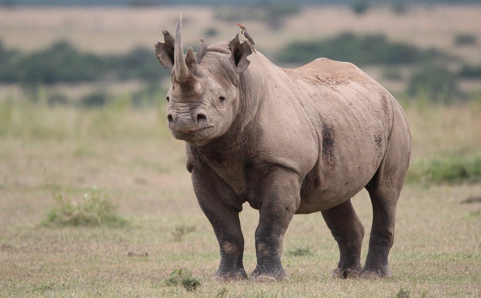 Spitzmaulnashorn
