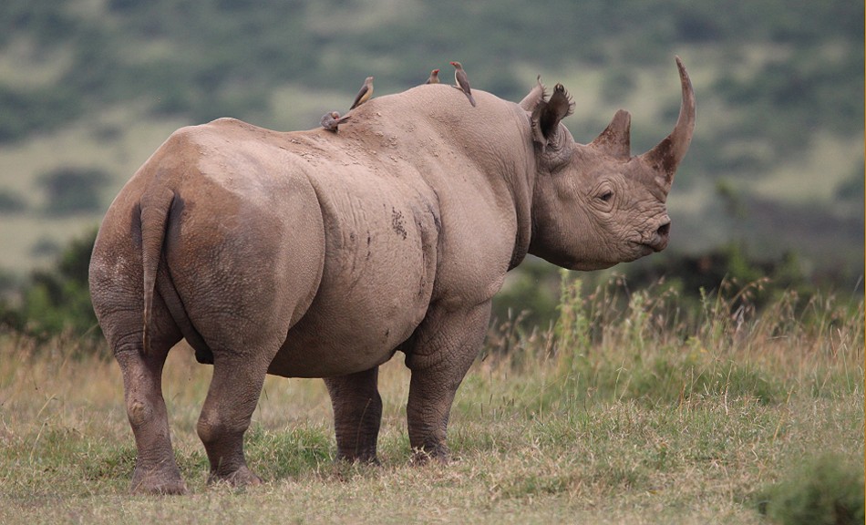 Spitzmaulnashorn