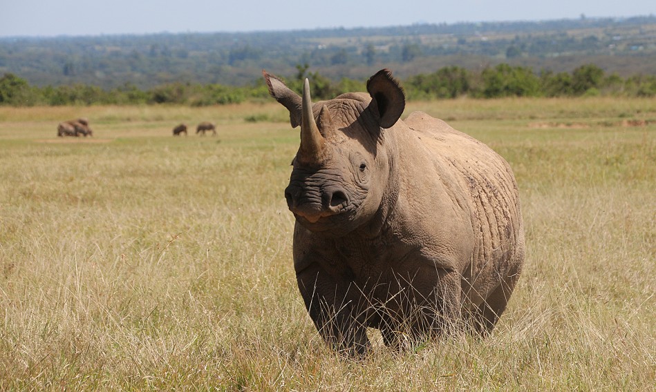 Spitzmaulnashorn