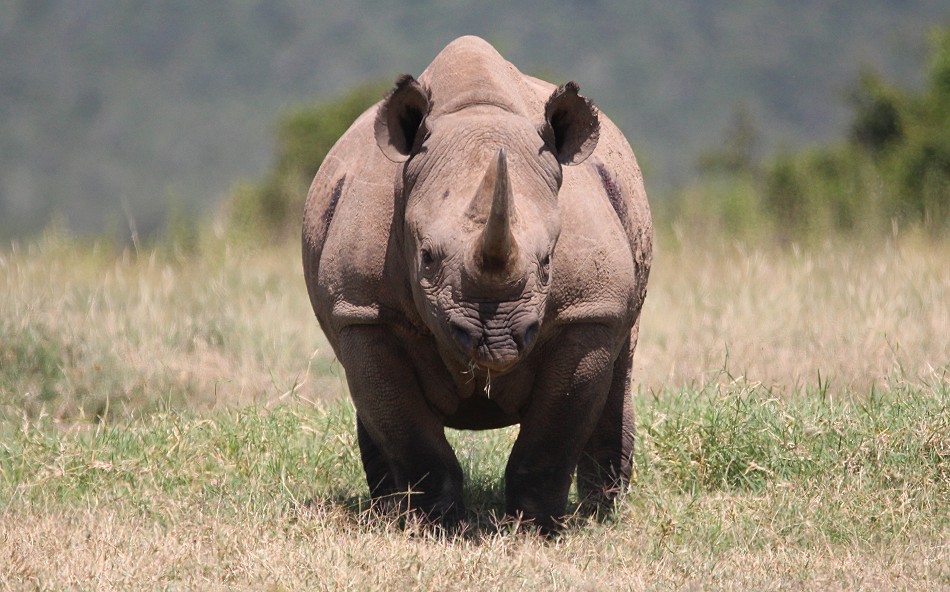 Spitzmaulnashorn