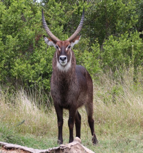 Wasserbock, Solio Reservat