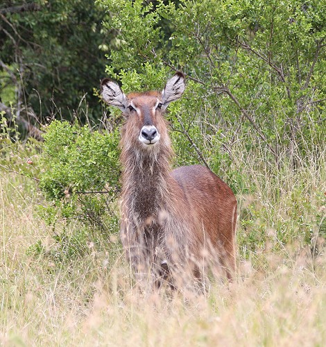 Wasserbock, Solio Reservat